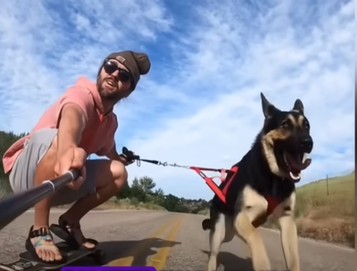 The German Shepherd I Rescued Made Me Forget My Pain and Changed My Life