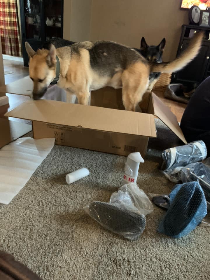 Forget the serious guard dog! These 10 funny German Shepherd pictures capture the hilarious, goofy, and derby side of the GSD personality. A must-see for any dog lover.