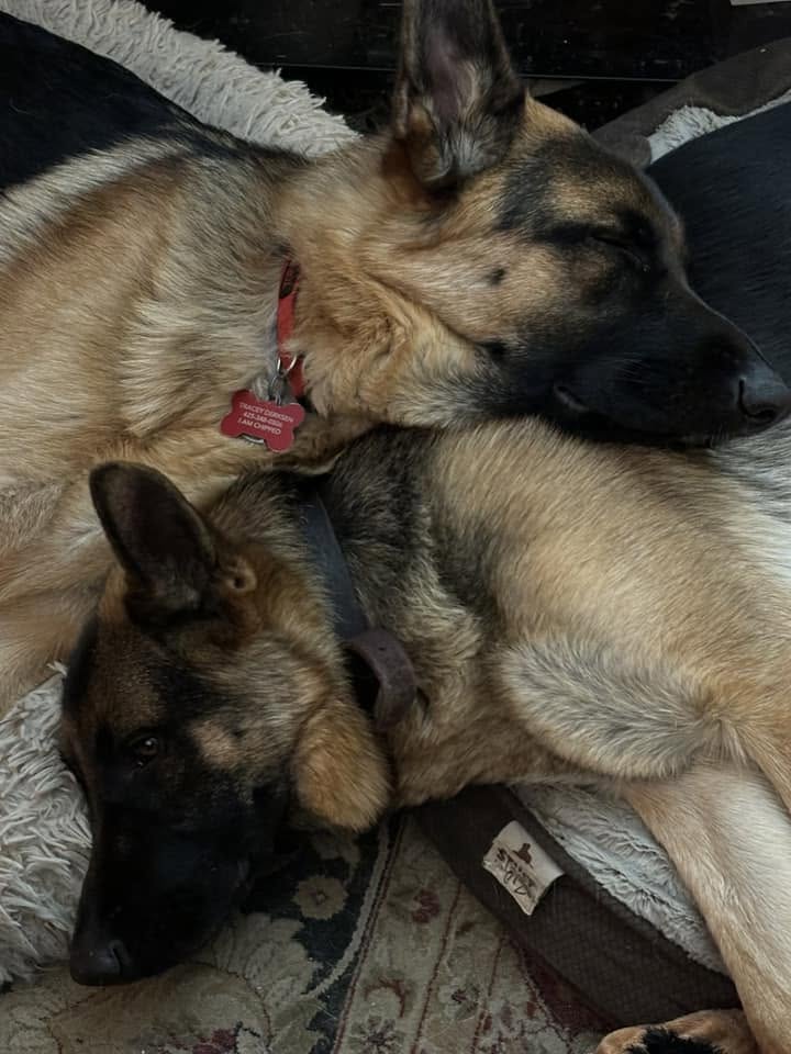 Forget the serious guard dog! These 10 funny German Shepherd pictures capture the hilarious, goofy, and derby side of the GSD personality. A must-see for any dog lover.