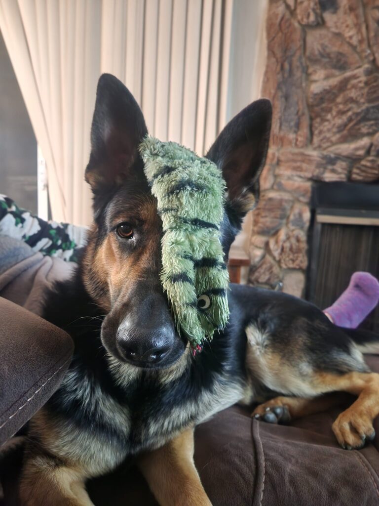 Forget the serious guard dog! These 10 funny German Shepherd pictures capture the hilarious, goofy, and derby side of the GSD personality. A must-see for any dog lover.