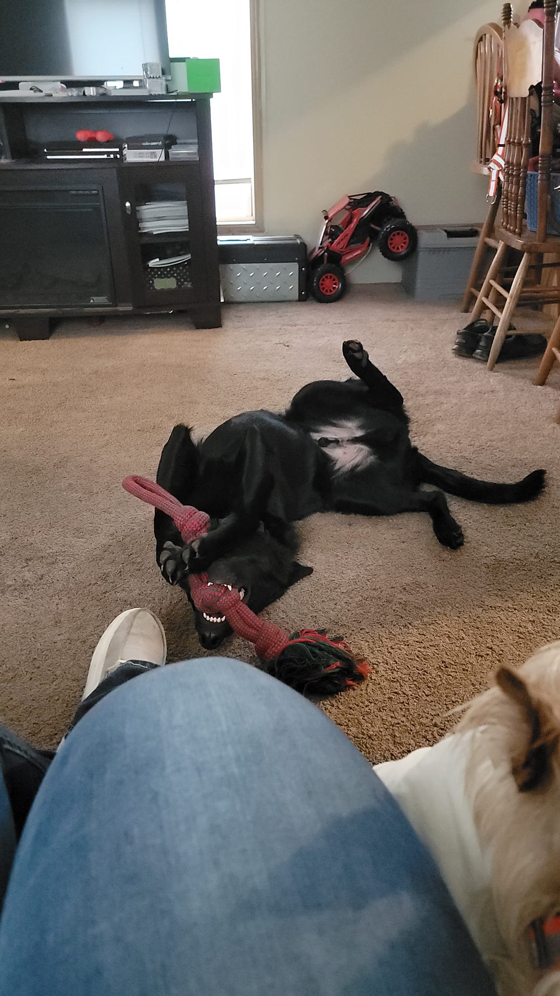 Forget the serious guard dog! These 10 funny German Shepherd pictures capture the hilarious, goofy, and derby side of the GSD personality. A must-see for any dog lover.
