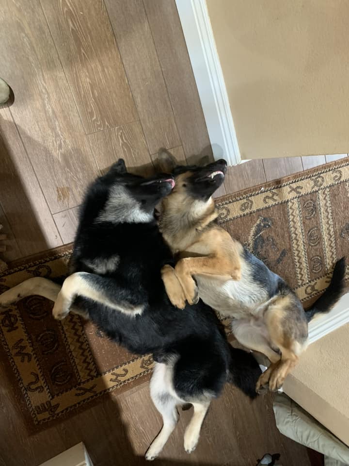 Forget the serious guard dog! These 10 funny German Shepherd pictures capture the hilarious, goofy, and derby side of the GSD personality. A must-see for any dog lover.