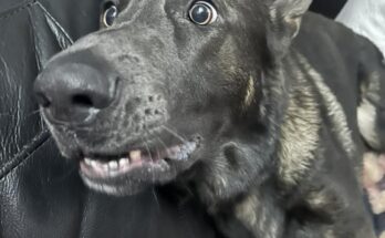 Secret Goofballs: 10 Funny German Shepherd Pictures That Prove