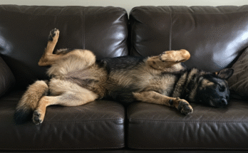 The Goofy German Shepherd: 5 Funny Truths Behind the Serious Face