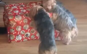 When Three Yorkies Unbox a Box in the Wilderness: A Tiny Adventure