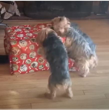 A Tiny Adventure: Three pampered Yorkies—the General, the Princess, and the Gremlin—go camping and discover a mysterious box. Read the hilarious story of their wilderness unboxing adventure