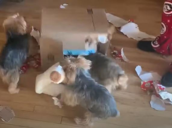A Tiny Adventure: Three pampered Yorkies—the General, the Princess, and the Gremlin—go camping and discover a mysterious box. Read the hilarious story of their wilderness unboxing adventure