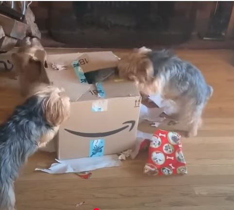 A Tiny Adventure: Three pampered Yorkies—the General, the Princess, and the Gremlin—go camping and discover a mysterious box. Read the hilarious story of their wilderness unboxing adventure